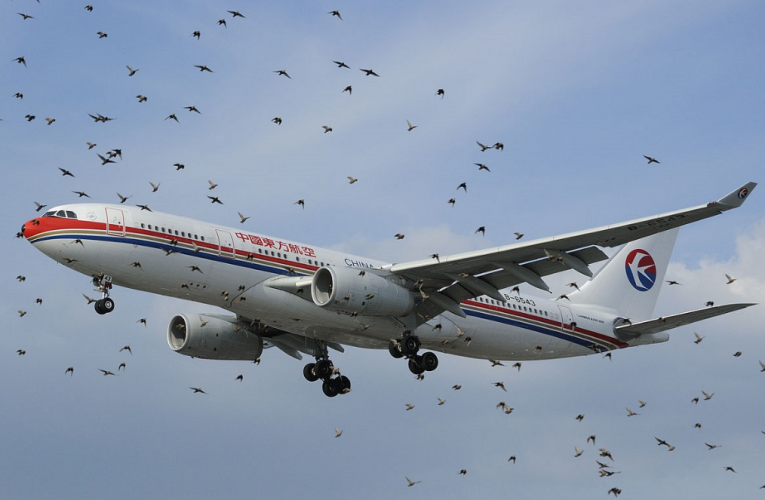 Smrtiacim ohrozením môže byť pre lietadlo aj roj kobyliek, nielen vtáky