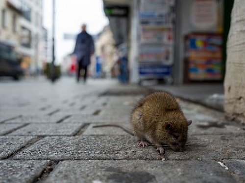 Vedci odhalili ďalšiu hrozbu: Potkan prenáša na človeka nebezpečnú chorobu!